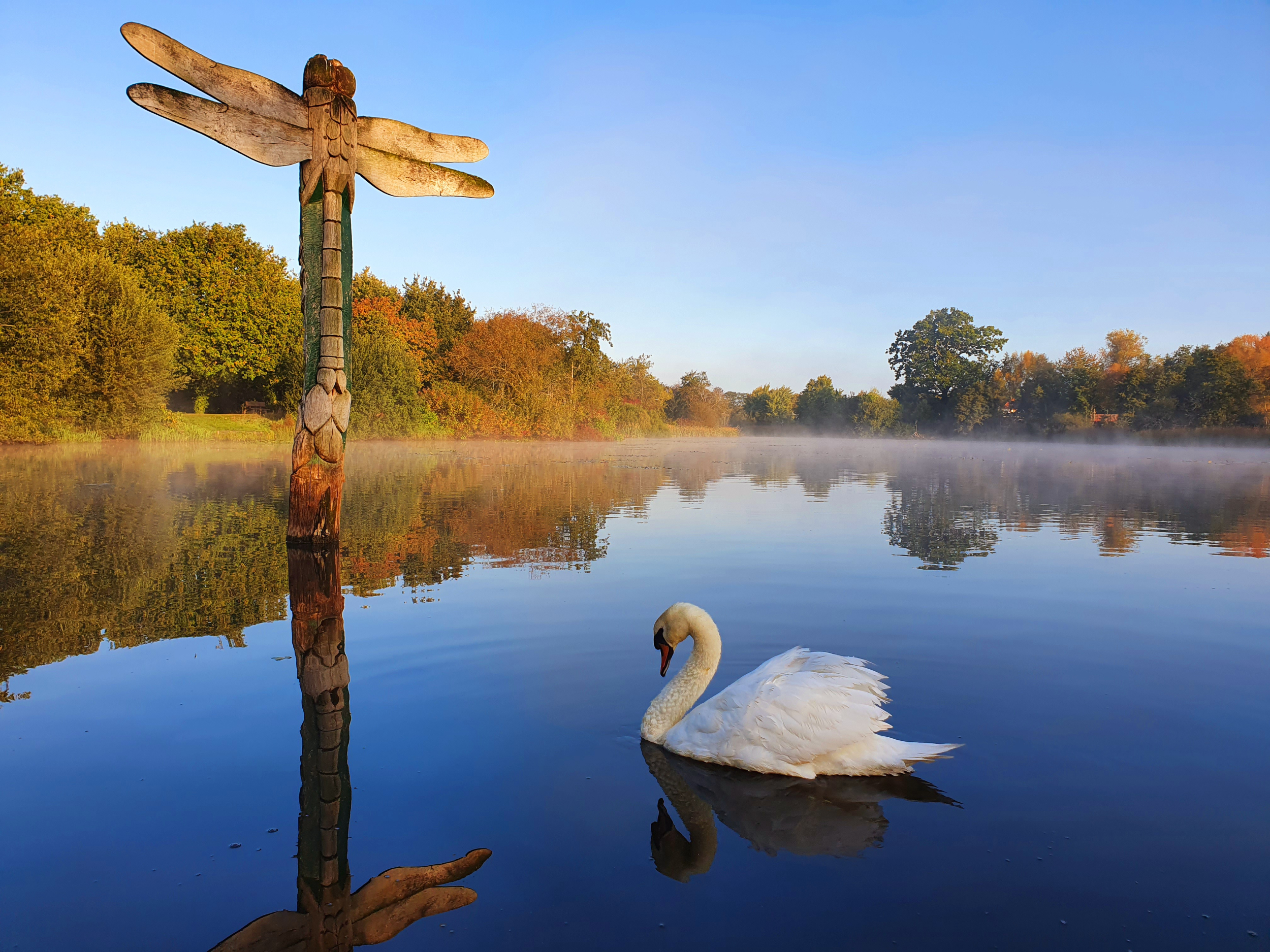 Photo of a lake with swan in with a large wooden statue of a dragon fly in the background
