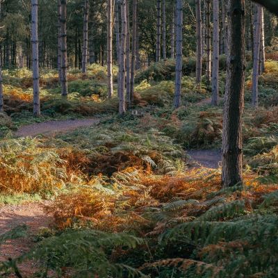 Walk for Parkinson\'s: Scotland 2026