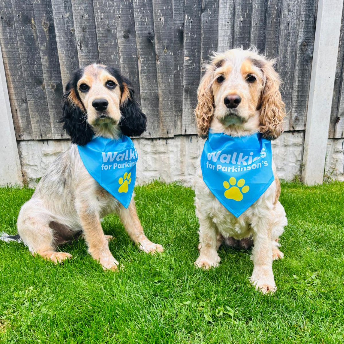 Dogs Pepper & Myrtle wearing walkies Bandannas