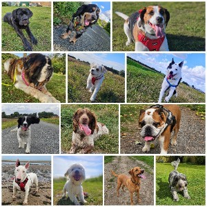 Marshland Mutts